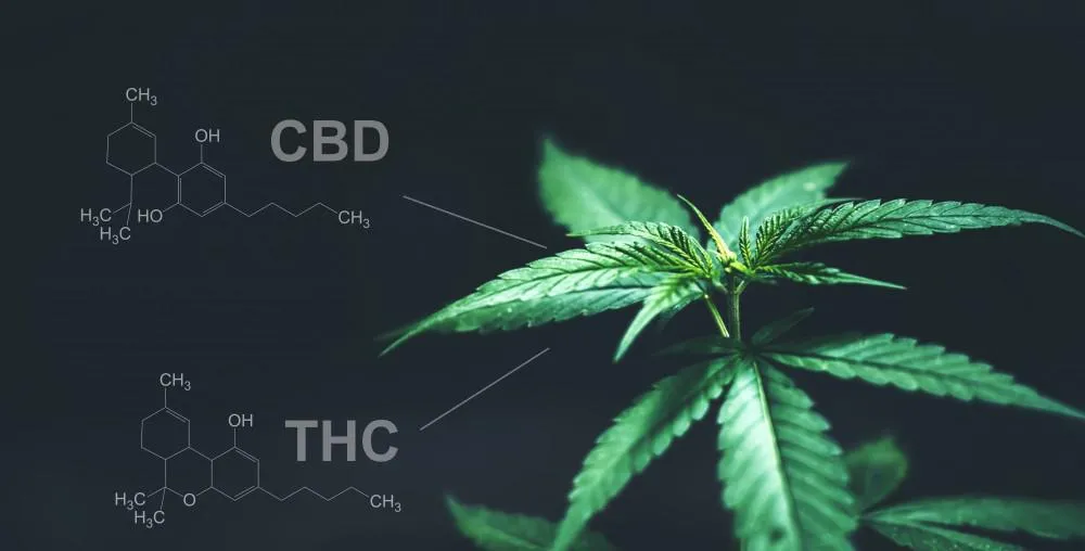 Pročitajte više o članku CBD vs THC: Koje su razlike i prednosti u wellnessu?