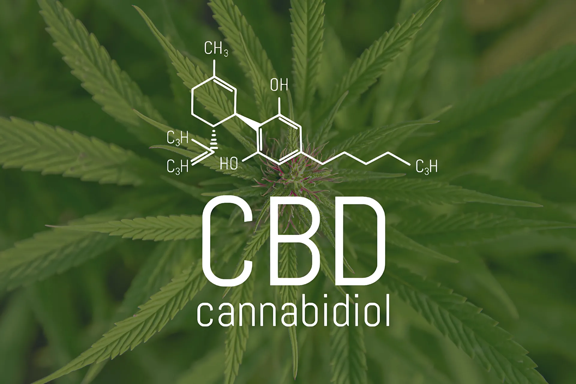 Pročitajte više o članku Prednosti CBD-a za svakodnevno opuštanje i njegu