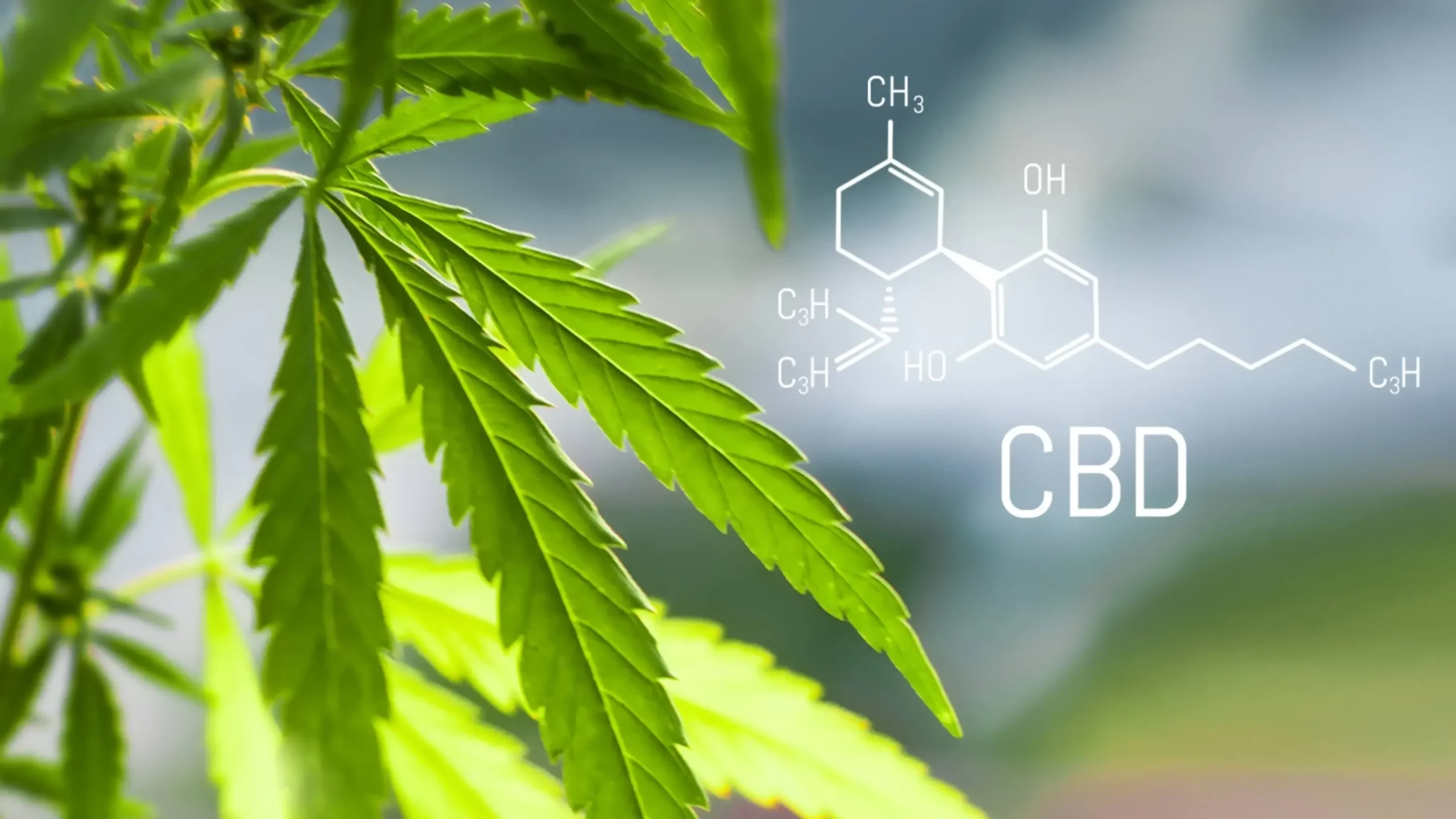 Pročitajte više o članku Što je CBD (Cannabidiol)?